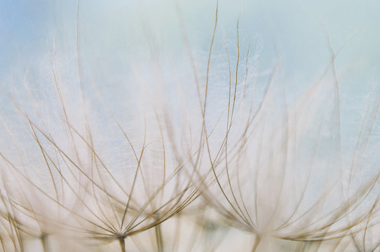 Close-up of the Seed Head of a Salsify Plant