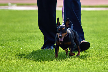 Maly piesek na trawniku © Rajtar photography