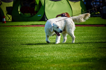 owczarek podhalański spaceruje po trawniku © Rajtar photography