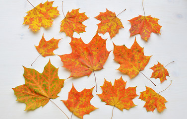 autumn leaves background