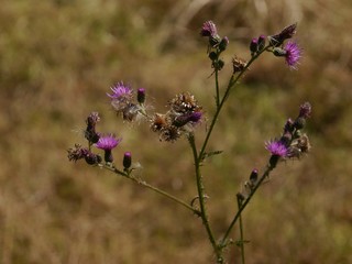 Thistle, Thistles blossoms pink,slightly faded,Backlit, unfocused background,.