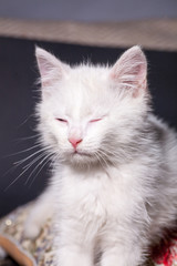 Beautiful little clean white kitten on a colored cushion