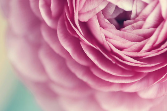 Pink ranunculus flower bloom macro