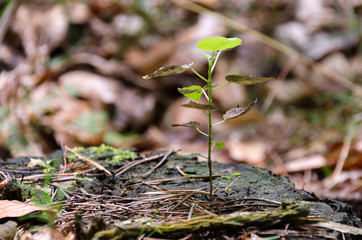 Roślinność pospolita w lesie w ujęciach z bliska.