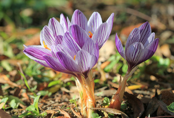 Крокусы цветущие в парке  © dinar12