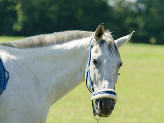 Duży koń pasie się na łące. © Rajtar photography