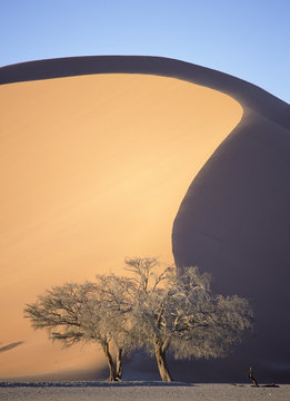 Tree below sand dune. Sossusvlei. Namibia,