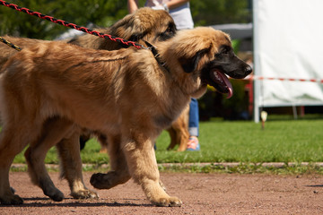 Duży pies na wystawie psów rasowych prowadzony na smyczy. © Rajtar photography