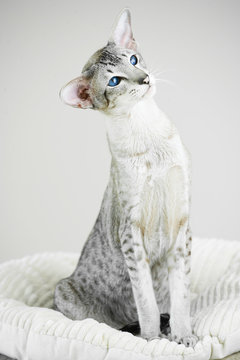 Friedrich The Siamese Cat