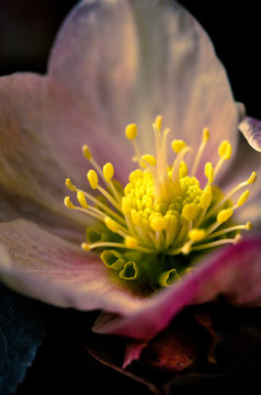 Lenten Rose after dark