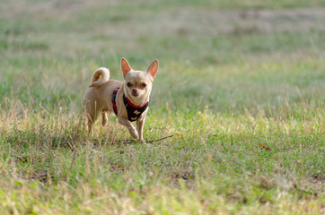Mały piesek na łące. © Rajtar photography