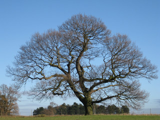 Bare Tree