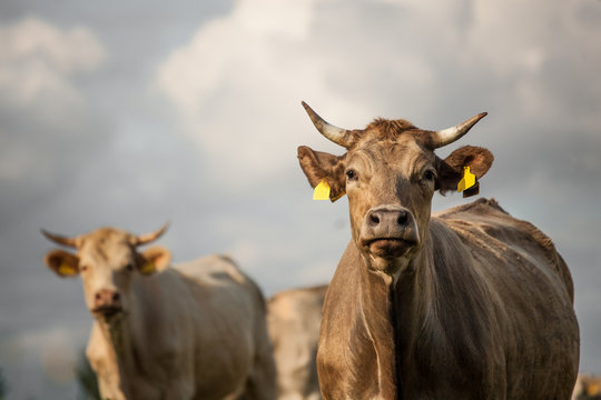 Curious Cows