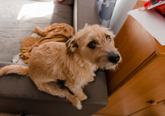 Jack Russell terrier leży na kanapie © Rajtar photography
