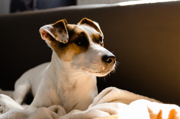 Jack Russell terrier leży na kanapie
