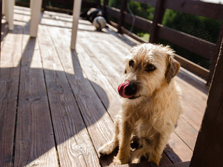 Jack Russell terrier leży na kanapie © Rajtar photography