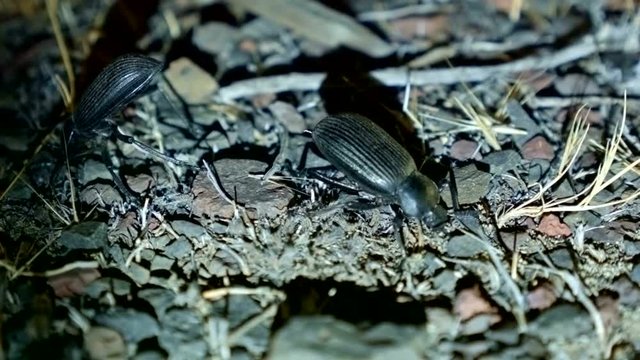Defensive danger threatened posture Large Desert Beetles at Night Oregon 231