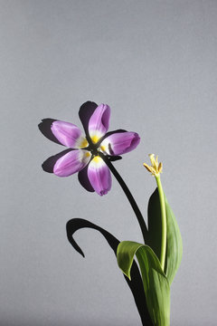 Reconstructed tulip