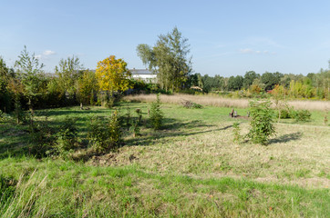 Działka karczowana z drzew, zdjęcie latem.