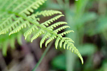 Zdjęcie makro roślin pospolitych na łące. © Rajtar photography