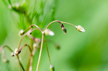 Zdjęcie makro roślin pospolitych na łące.