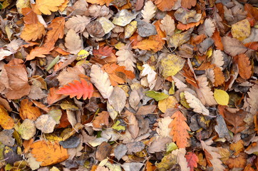 yellow and red fallen leaves on the ground, texture, background