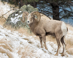 Bighorn Ram in Snow and Grass