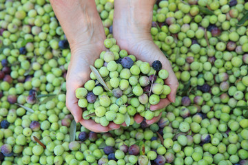 Frische Oliven auf Mallorca. Spanien