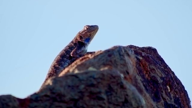 Desert lizard on top of rock Sagebrush Lizard Steens Mountain Near malheur Wildlife Refuge 2