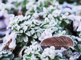 Frozen icy leaf at the ground