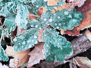 Frozen icy leaf at the ground