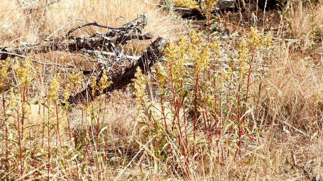 Desert plant in summer Kiger Lookout Diamond Steens Mountain Near malheur Wildlife Refuge 6