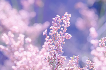 Bright Erica Heather Background