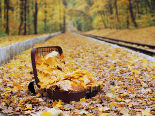 Suitcase full of yellow maple leaves at the ground