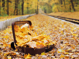 Suitcase full of yellow maple leaves at the ground