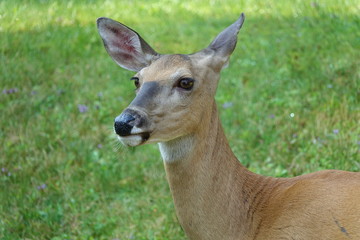 American White-Tailed Deer