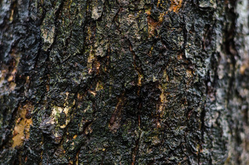 dark brown bark texture on the whole frame