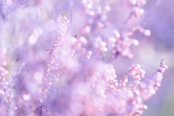 Bright Erica Background