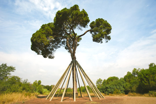 Propped up tree. Old pine.