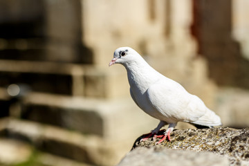 White dove on stone at outdoors.