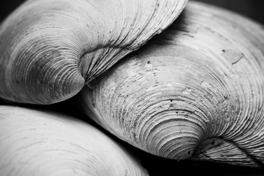 Macro of seashells in black and white