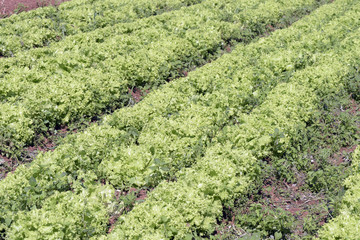 Fototapeta na wymiar Close-up of lettuce leaves in the vegetable garden