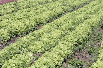 Close-up of lettuce leaves in the vegetable garden