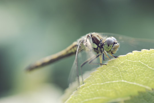 Drangonfly