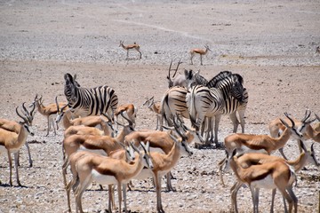 Wild lebende Tiere - Herde - Strauß - Elefant - Springbock - Antilope