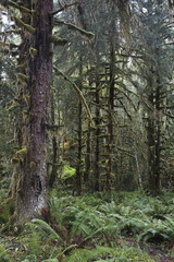 ホー・レインフォレスト