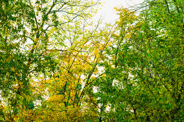 nature in autumn. the grass in the field is high. fog