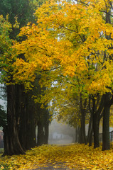 Naklejka premium nature in autumn. the trees stand in a row , the prospect in the frame. alley in the Park . Misty morning.
