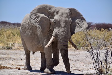 Fototapeta na wymiar Elefantenbulle - Namibia