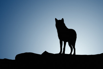 Naklejka premium Wolf on a moonset